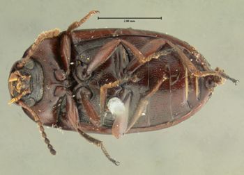 Media type: image;   Entomology 8368 Aspect: habitus ventral view